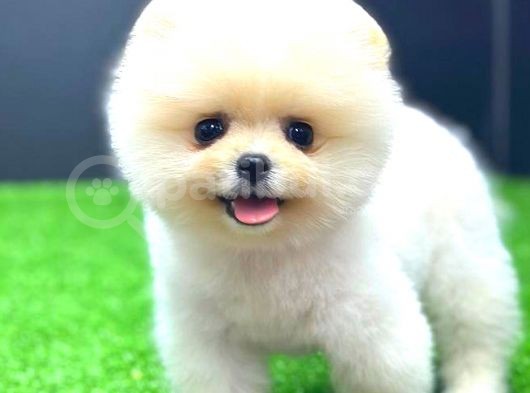 Ayi Surat Di̇şi̇ Pomerani̇an Boo