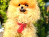 Orange Di̇şi̇ Pomerani̇an Boo