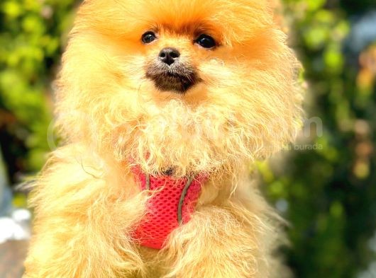 Orange Di̇şi̇ Pomerani̇an Boo görsel