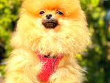 Orange Di̇şi̇ Pomerani̇an Boo