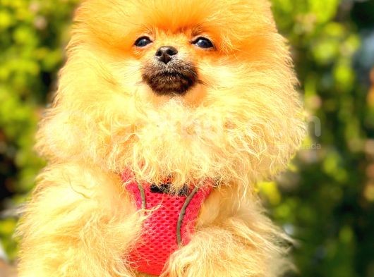 Orange Di̇şi̇ Pomerani̇an Boo görsel
