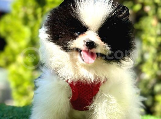 Party Colour Di̇şi̇ Pomerani̇an Boo