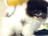 Üst Düzey Erkek Pomerani̇an Boo