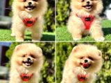 Süper Pomerani̇an Boo Bebekler