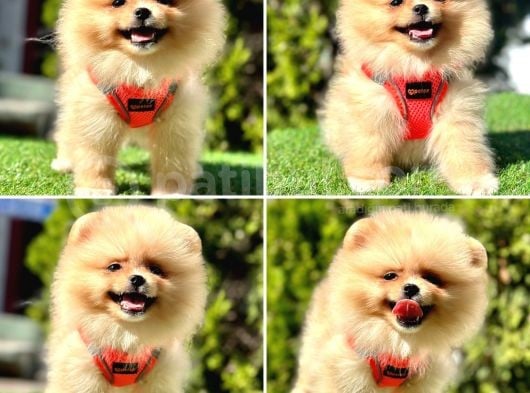 Süper Pomerani̇an Boo Bebekler görsel