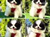 Süper Pomerani̇an Boo Bebekler