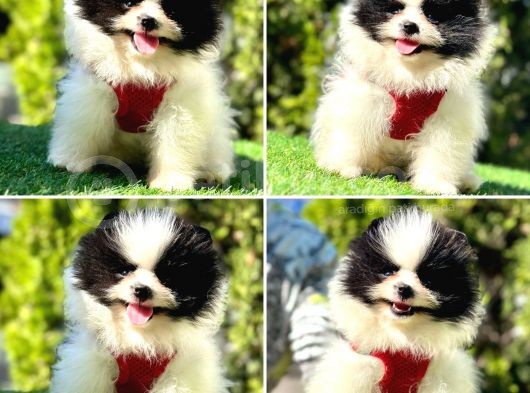 Süper Pomerani̇an Boo Bebekler görsel