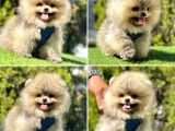 Süper Pomerani̇an Boo Bebekler
