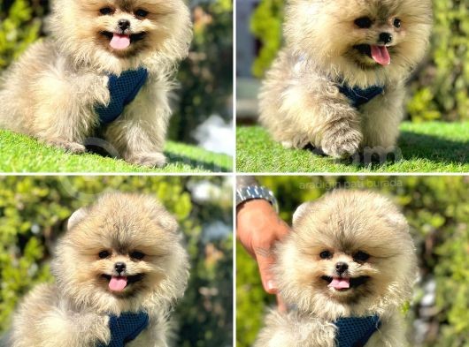 Süper Pomerani̇an Boo Bebekler görsel