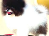 ÜST DÜZEY ERKEK POMERANİAN BOO