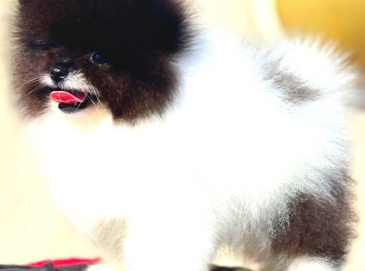 Üst Düzey Erkek Pomerani̇an Boo