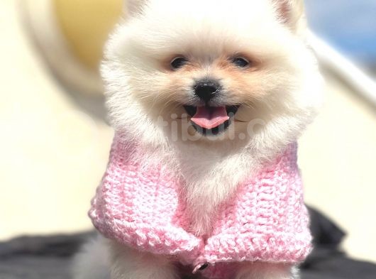 Mi̇ni̇ Boy Teacup Di̇şi̇ Pomerani̇an Boo