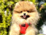 Pomeranian Boo Sevimli Mini boy Yavrular