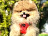 Pomeranian Boo Sevimli Mini Boy Yavrular