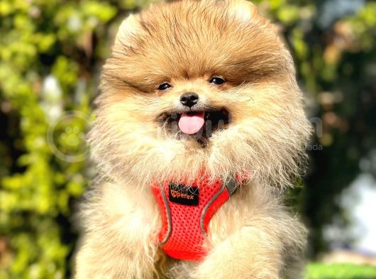Pomeranian Boo Sevimli Mini Boy Yavrular görsel