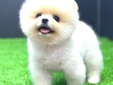 Ayi Surat Di̇şi̇ Pomerani̇an Boo