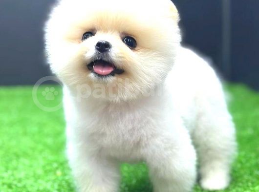 Ayi Surat Di̇şi̇ Pomerani̇an Boo görsel