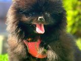 SİYAH DİŞİ POMERANİAN BOO