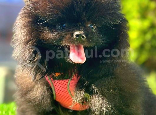 Si̇yah Di̇şi̇ Pomerani̇an Boo