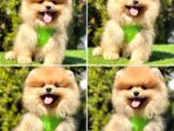 Süper Pomerani̇an Boo Bebekler