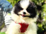 Party Colour Di̇şi̇ Pomerani̇an Boo