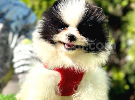Party Colour Di̇şi̇ Pomerani̇an Boo görsel