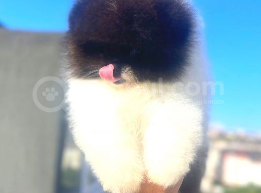Üst Düzey Erkek Pomerani̇an Boo görsel