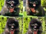 Süper Pomerani̇an Boo Bebekler