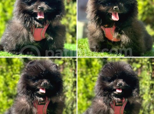 Süper Pomerani̇an Boo Bebekler görsel