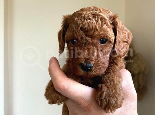Orjinal Irk Garantili Toy Poodle Yavrularımız 