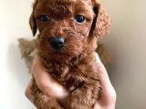 Orjinal Irk Garantili Toy Poodle Yavrularımız 