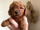 Orjinal Irk Garantili Toy Poodle Yavrularımız 