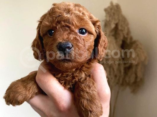 Orjinal Irk Garantili Toy Poodle Yavrularımız  görsel