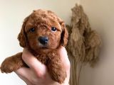 Orjinal Irk Garantili Toy Poodle Yavrularımız 