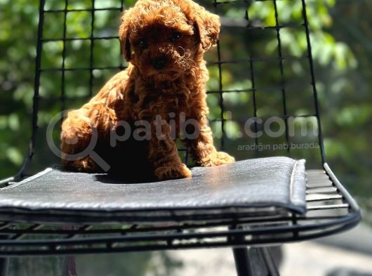 Petibör Tadında Toy Poodle Bebeklerimiz görsel