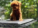 Petibör Tadında Toy Poodle Bebeklerimiz