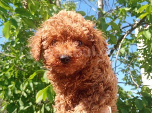 Orjinal Irk Garantili Toy Poodle Yavrularımız  görsel