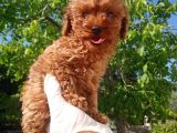 Orjinal ırk garantili toy poodle yavrularımız 