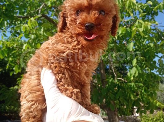Orjinal Irk Garantili Toy Poodle Yavrularımız 