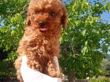 Orjinal Irk Garantili Toy Poodle Yavrularımız 