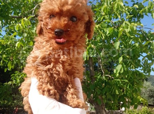Orjinal Irk Garantili Toy Poodle Yavrularımız  görsel