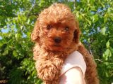 Orjinal Irk Garantili Toy Poodle Yavrularımız 