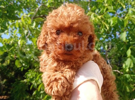 Orjinal Irk Garantili Toy Poodle Yavrularımız  görsel