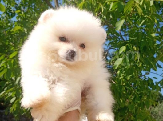 Oyuncak Peluş Deği̇ldi̇r görsel