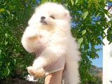 Oyuncak Peluş Deği̇ldi̇r