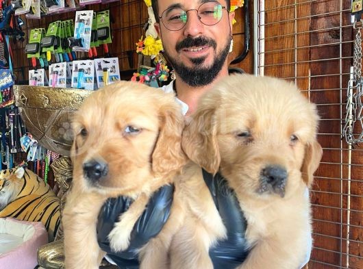 Bebek Yüzlü Golden A Kali̇te Irk görsel