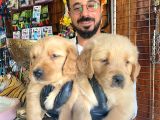 Bebek Yüzlü Golden A Kali̇te Irk