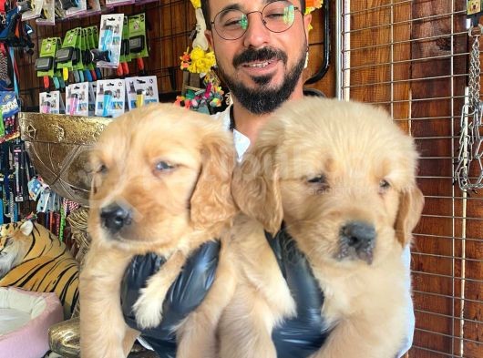 Bebek Yüzlü Golden A Kali̇te Irk görsel