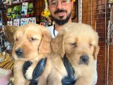 Bebek Yüzlü Golden A Kali̇te Irk