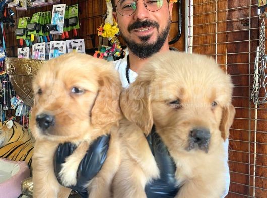Bebek Yüzlü Golden A Kali̇te Irk görsel